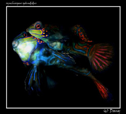 Mating Mandarinfish, taken in Malapascua, Lighthouse, feb... by Daniel Strub 